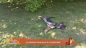 La nuova famiglia di Cuoricino