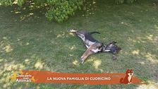 La nuova famiglia di Cuoricino