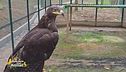 La storia di Flora, aquila delle stelle