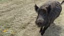 Beta: un cinghiale per amico
