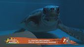 Il centro recupero delle tartarughe marine