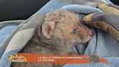 La bella storia di Samantha la volpina