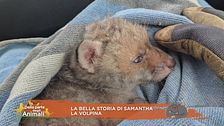 La bella storia di Samantha la volpina