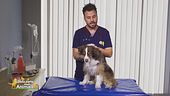 La cataratta nel cane