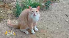 Vincent