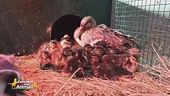 Una mamma instancabile