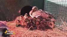 Una mamma instancabile