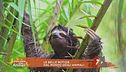Le belle notizie dal mondo degli animali