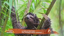 Le belle notizie dal mondo degli animali