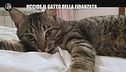 RUGGERI: Uccide il gatto della fidanzata