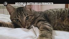 RUGGERI: Uccide il gatto della fidanzata