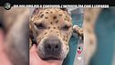 AGRESTI: 100.000 euro per il canepardo, l'incrocio tra cane e leopardo