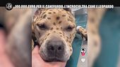 AGRESTI: 100.000 euro per il canepardo, l'incrocio tra cane e leopardo
