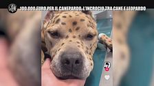 AGRESTI: 100.000 euro per il canepardo, l'incrocio tra cane e leopardo