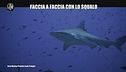 CIZCO: Faccia a faccia con lo squalo
