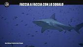 CIZCO: Faccia a faccia con lo squalo