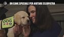 VIVIANI: Un cane speciale per aiutare Cleopatra