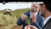BARRACO: La canapa industriale non è una droga!