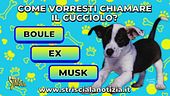 Come vuoi chiamare il cucciolo?