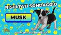 Il cucciolo ha un nome: Musk ringrazia i tantissimi amici che hanno votato!