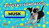 Il cucciolo ha un nome: Musk ringrazia i tantissimi amici che hanno votato!