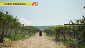 Davide Rampello e i vini naturali del Gargano