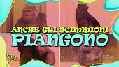 Anche gli scimmioni piangono… e bisticciano