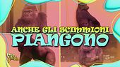 Anche gli scimmioni piangono… e bisticciano