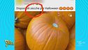 Agnelli di cipolla e zecche di Halloween: è qui la festa? Militello dice di sì