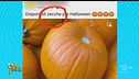 Agnelli di cipolla e zecche di Halloween: è qui la festa? Militello dice di sì