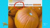 Agnelli di cipolla e zecche di Halloween: è qui la festa? Militello dice di sì