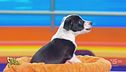A Striscia il cagnolino Musk fa sentire la sua voce su Elon e Donald