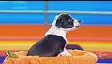 A Striscia il cagnolino Musk fa sentire la sua voce su Elon e Donald