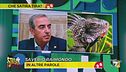 Che satira tira? Le iguane possono entrare in Parlamento