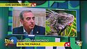 Che satira tira? Le iguane possono entrare in Parlamento