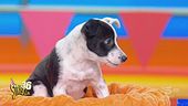 Musk è l'attore principale della compagnia ma non recita affatto da cani!