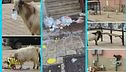 Porto Empedocle. Sopra la macchina la capra… fa danni