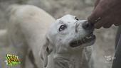 Chiara Squaglia è andata in soccorso di 30 cani che vivono nel fango dopo le alluvioni
