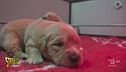 Chiara Squaglia visita il centro di addestramento per cani guida "Lions" di Limbiate (Monza e Brianza)