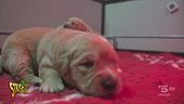 Chiara Squaglia visita il centro di addestramento per cani guida "Lions" di Limbiate (Monza e Brianza)