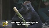 "Anche gli scimmioni piangono", specialmente dopo un Capodanno impegnativo...