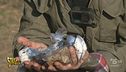 Brumotti scopre mezzo chilo di droga a Parona (Pavia)