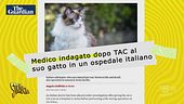 Medico fa TAC in ospedale al proprio gatto ferito: ha fatto bene?