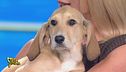 Timpa, Honey o Champagne? Ecco l'ingresso della nuova cagnolina di Striscia