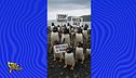 Un pinguino schiaffeggia Trump, che ha messo dazi sulle isole disabitate: che Grande Flagello mondiale!