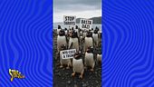 Un pinguino schiaffeggia Trump, che ha messo dazi sulle isole disabitate: che Grande Flagello mondiale!