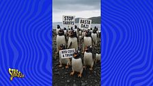 Un pinguino schiaffeggia Trump, che ha messo dazi sulle isole disabitate: che Grande Flagello mondiale!