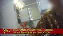 Guaritrice propone l'ayahuasca come cura ma in Italia è illegale