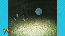 Orbs, le sfere luminose sono segni della presenza di esseri extradimensionali?
