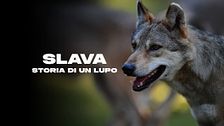 Slava - Storia di un lupo